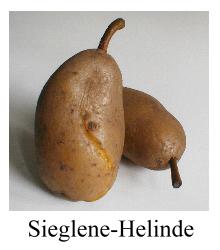 Sieglene / Helinde - JPG