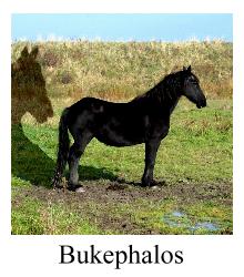 Bukephalos - JPG